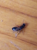 Identificar 1.1
