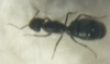 NIDEA3