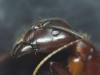 Posible Camponotus sylvaticus