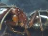 Posible Camponotus sylvaticus