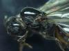 Posible Crematogaster sordidula