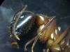 Posible Camponotus pilicornis