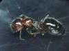 Posible obrera de Camponotus lateralis