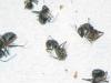 posible camponotus negra?�