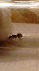 Identificación de hormiga.