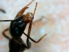 Sylvaticus?