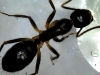 Probable Camponotus 1