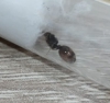 Ayuda, es una reina lasius?