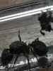 Posible_acromyrmex1
