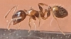 temnothorax