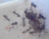 Lasius sp