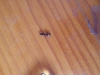 2.1 identificar