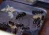 posible camponotus