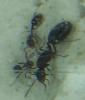 myrmicinae -con postpeciolo-