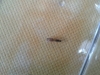 Yavanna solenopsis fugax?