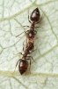 Crematogaster
