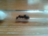 Camponotus sp.