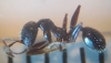 myrmica1