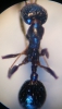 myrmica2