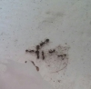 Solenopsis