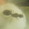 pheidole