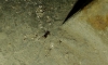especie ??