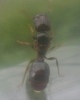 posible pheidole