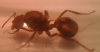 especie desconocida 2