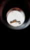 hormiga 8