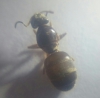 Lasius 1