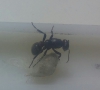 proformica3?