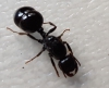 IDENTIFICACIÓN DE REINA