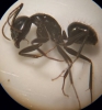 camponotus1