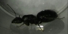 Talvez camponotus sp imagen 4