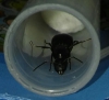 Talvez camponotus sp imagen 6