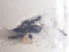Reina sin identificar