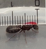Camponotus