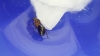 Camponotus