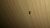 Identificar 2