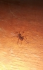 Que clase de hormiga es esta?