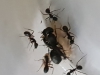 Camponotus Sp 1