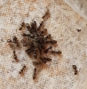 Hormigas en casa