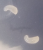 Larvas