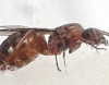 Desconocida