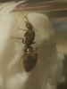 Reina sin identificar