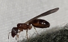 Identificacion de hormiga reina