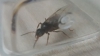 alada