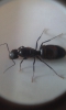 identificar 1
