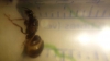 Posible Lasius