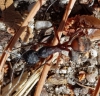 Ayuda a identificar hormiga